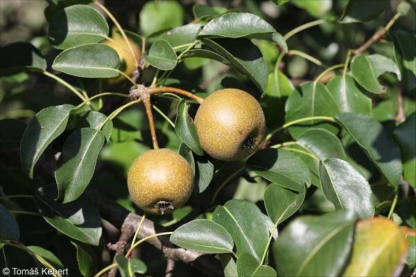 Pyrus pyraster – hrušeň polnička