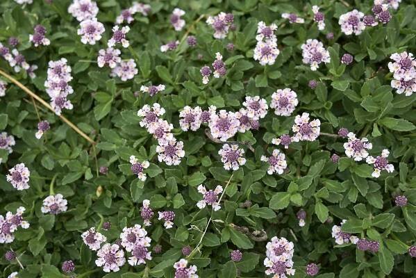 How to Grow and Care for Frog Fruit (Phyla nodiflora)