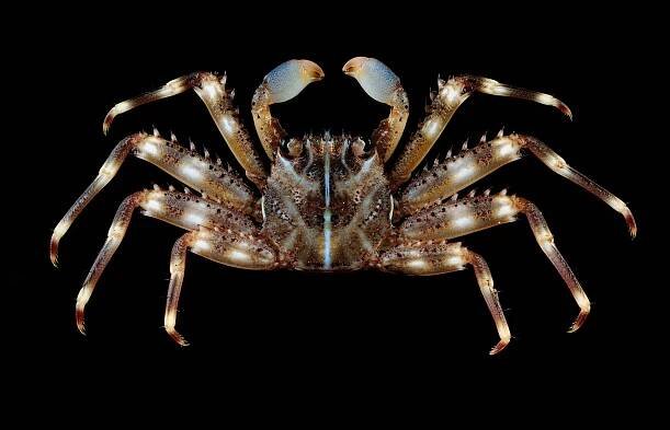 Crab Database · Krabi