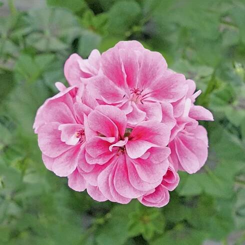 Poloťahavý muškát Frosty Pink (3)
