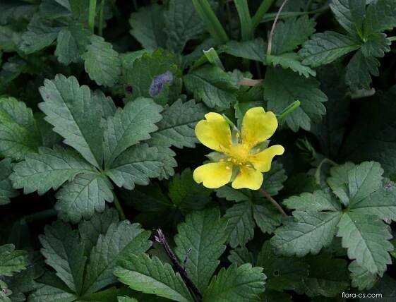 Atlas - fotogalerie: potentilla reptans; 1