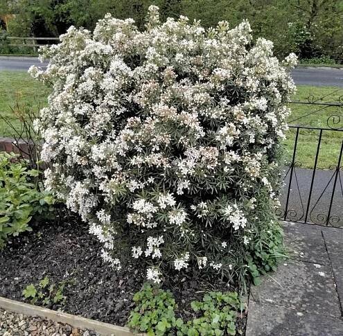 Všechny rostliny | Choísie - Choisya x dewitteana "White Dazzler" | eshop.tropik.cz