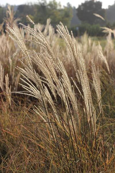 Miscanthus sinensis 'Morning Light'