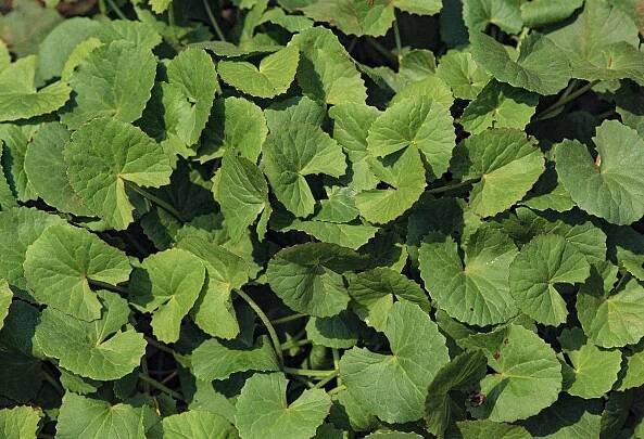 RESCUER GEAR - Centella Asiatica Extract