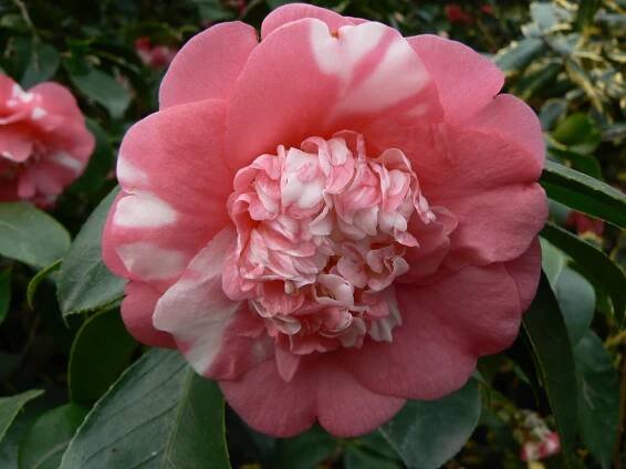Obrázek - Camellia japonica (kamélie japonská) | BioLib.cz