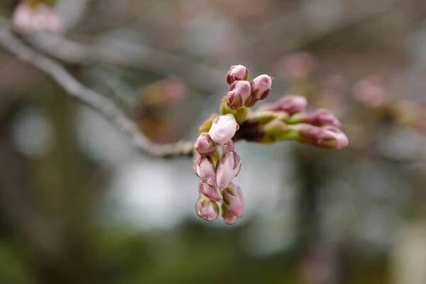 Momiji and Sakura – Travel & photo