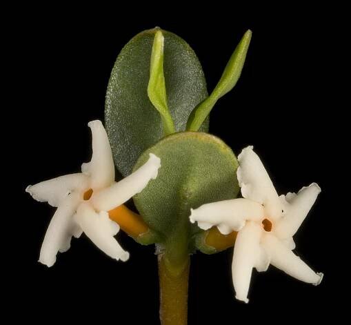 Soubor:Alyxia buxifolia flowers.jpg – Wikipedie