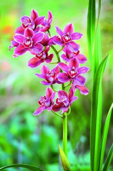 Nejznámější pokojové orchideje » Měsíčník Rozmarýna - online vydání 