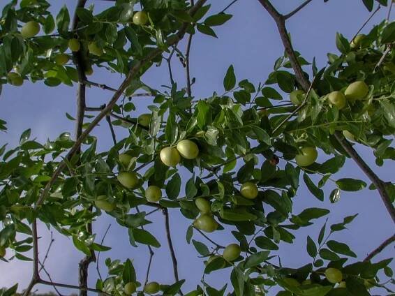 ZIZIPHUS JUJUBA
