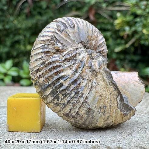VERY RARE Heteromorph Ammonite Scaphites - Jeletzkytes (Iridescent), Pierre Shales, Maastrichtian, Late Cretaceous, USA - COA