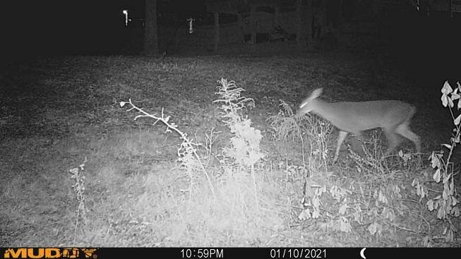 » Deer