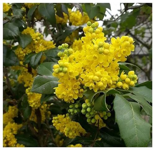 Mahonia aquifolium, mahónie cesmínolistá, výška sazenice 10-15 cm, kontejner