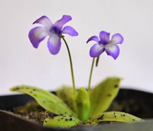 Pinguicula longifolia subsp. dertosensis - Darwiniana - Velký atlas masožravých rostlin