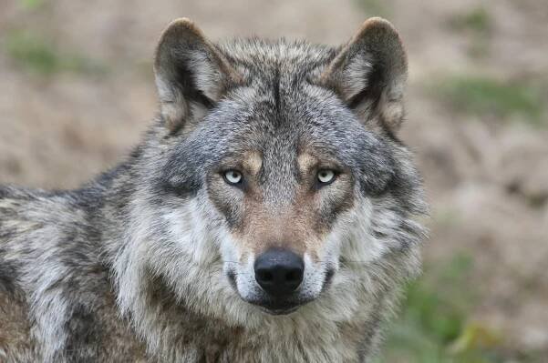 Wolves