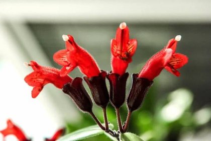 Aeschynanthus radicans or the Lipstick Plant showcasing red foliage