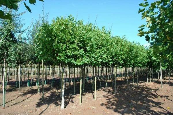Platan javorolistý 'Alphens Globe' - Platanus acerifolia 'Alphens Globe'