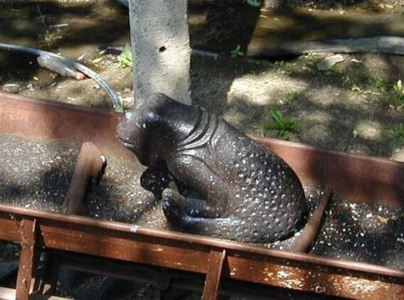 Zoo vystavila ropáky, musela je stáhnout a zaplatit pokutu