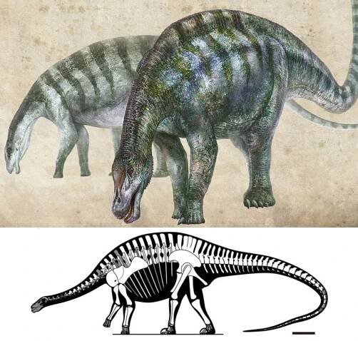 GEOL 104 Sauropodomorpha: Size Matters!