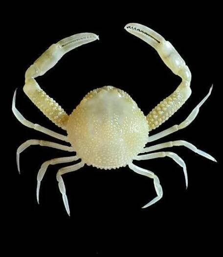 Crab Database · Krabi
