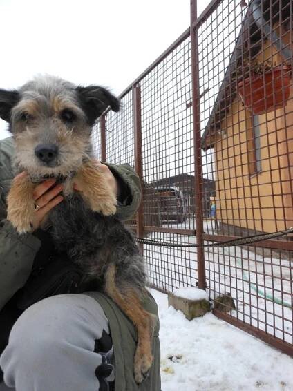 Psi k adopci z útulků, azylů a neziskových organizací