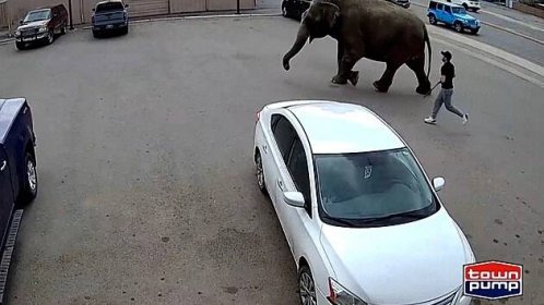 Z cirkusu v Montaně utekla slonice. Pobíhala po silnici a kálela lidem na trávník