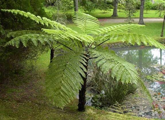 Dicksonia antarctica: nejstarší rostlina na Zemi