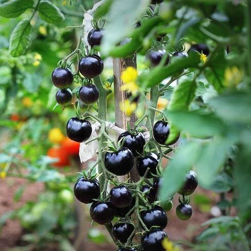 Rajče Indigo Blue Berries - Solanum lycopersicum - semena - 7 ks