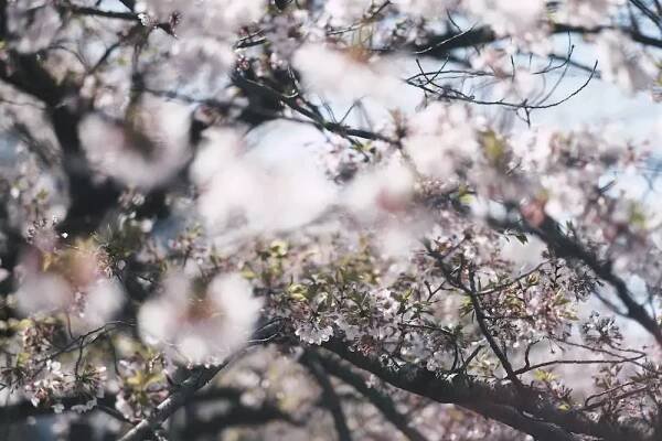 Sakura strom: Krása japonského symbolu přírody