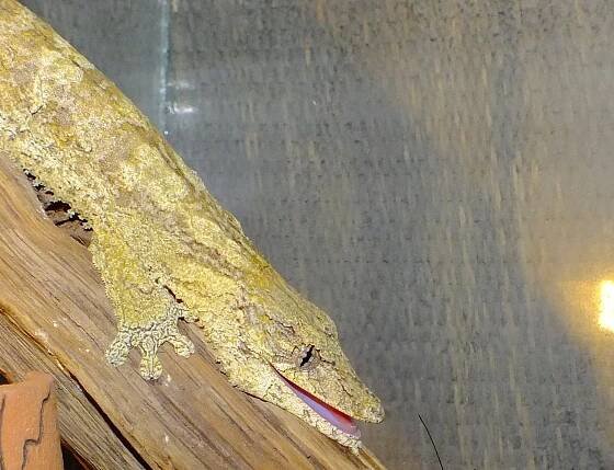 Uroplatus henkeli - otvorené ústa - poradna.net