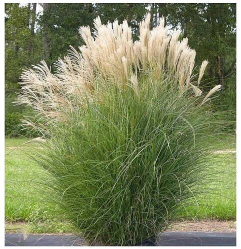 Miscanthus GRACILLIMUS3