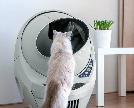 Gray cat watching the Litter Robot 3 rotate