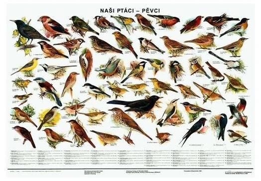 Naši ptáci-pěvci