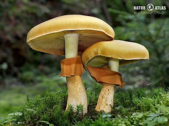 bedlovnice zlatá (Phaeolepiota aurea)