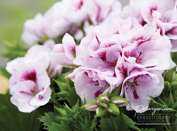 Inspiration Regal Geranium | Pelargonium Grandiflorum