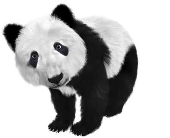 Panda A Zimní Spánek: Rozkošný Obří Medvěd Ve Snehu » ProfiMysl