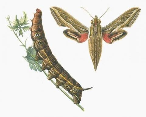 hippotion-celerio.jpg