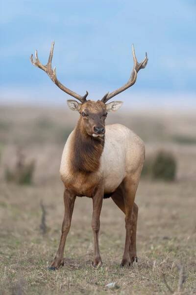 An elk on a grassy land