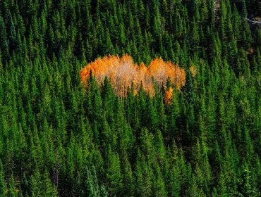 Conspicuous Orange-leafed Trees Wallpaper