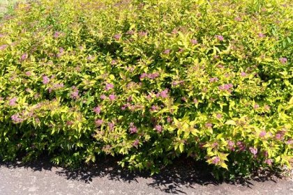 Gold Mound Spirea: Care and Growing Guide