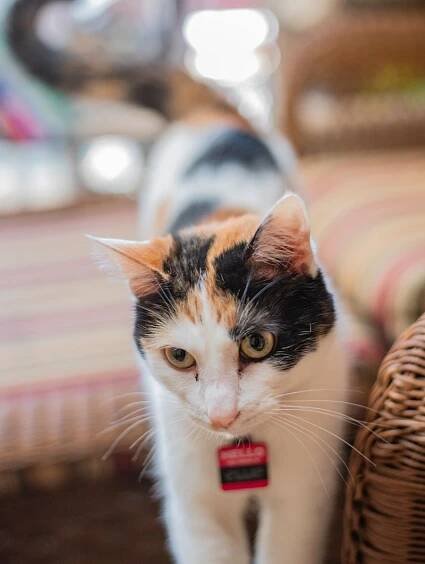 Meet the Animals – Dome Ranch