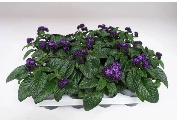 Grow by OBI Otočník (Heliotropium arborescens), modrý, pr. cca 13 cm