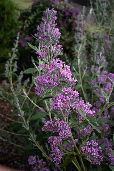 Buddleja Unique