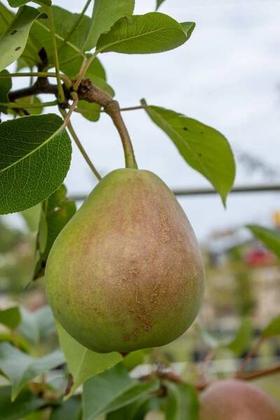 Fruit and Nut Trees & Berry Vines | Twitty Nursery 