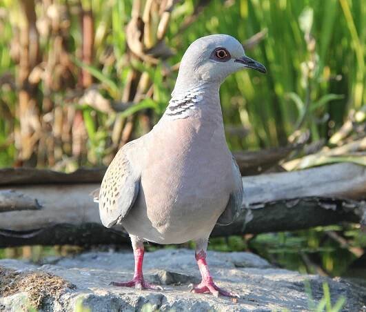 Obrázek - Streptopelia turtur (hrdlička divoká) | BioLib.cz