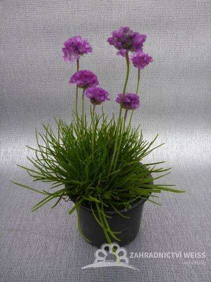 ARMERIA MARITIMA - TRÁVNIČKA PŘÍMOŘSKÁ FIALOVÁ