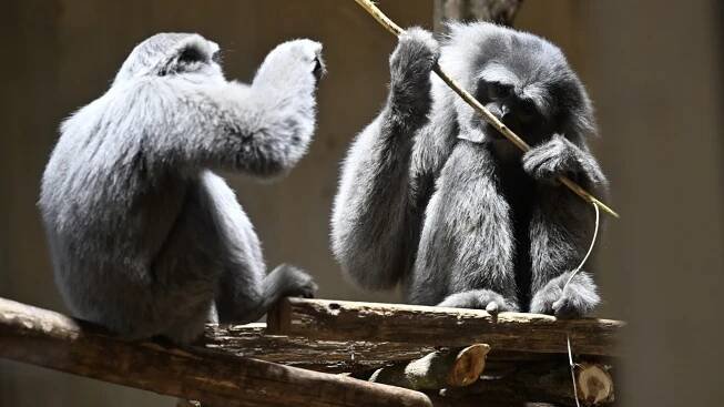 Zlínská zoo otevřela nový vnitřní pavilon gibonů stříbrných