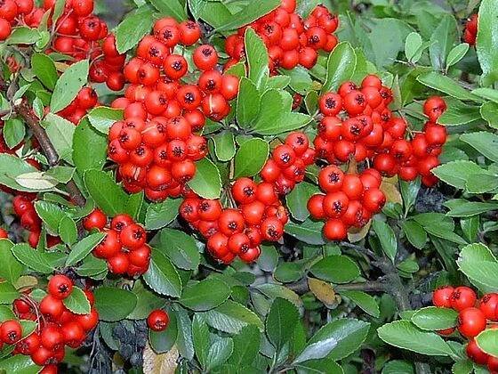 Hlohyně šarlatová – Wikipedie