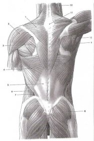 Největší rozsah pohybu u předklonů a záklonů je v krčním úseku (do 90 ), v hrudní části jsou pohyby omezeny na poslední obratle, v bederním úseku je záklon stejný jako v části krční, předklon je asi