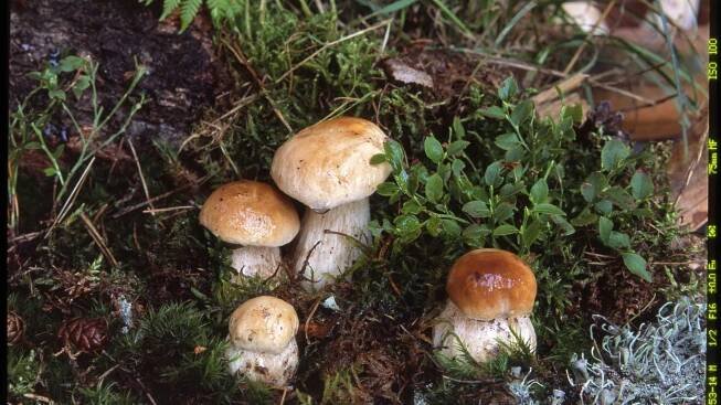 Hřib smrkový / Boletus edulis