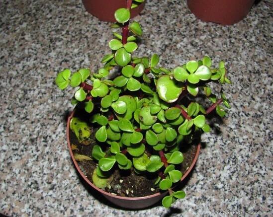 Portulakárie africká - Portulacaria afra